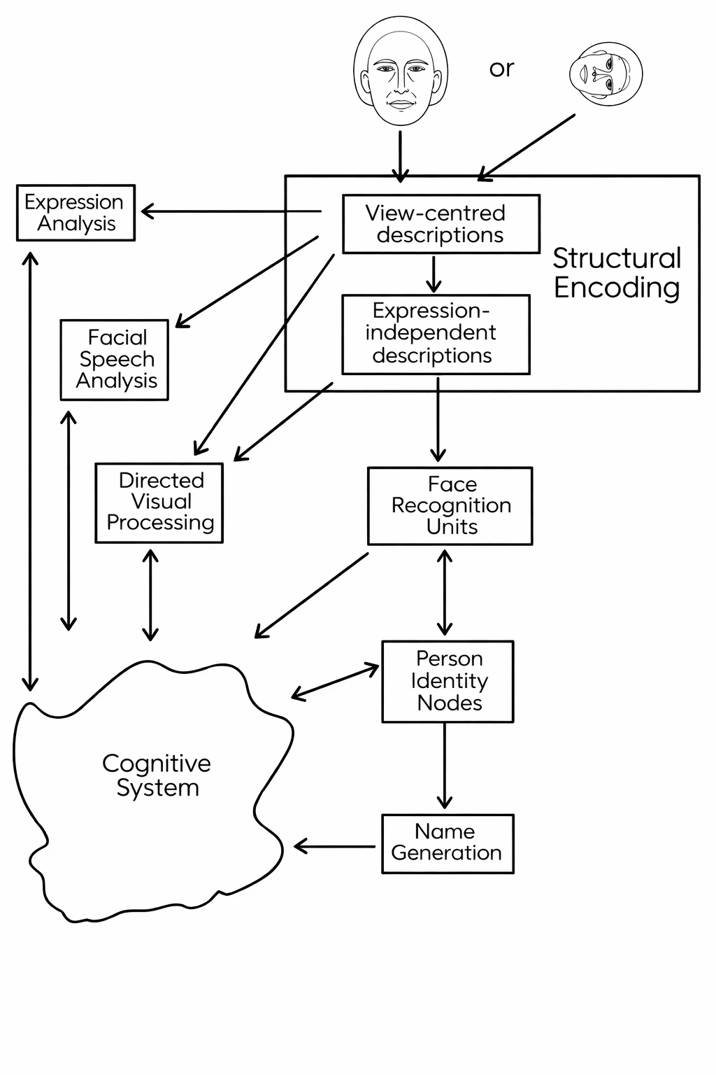 The Bruce and Young (1986) functional model of face recognition. Structural encoding produces view-centred and expression-independent representations. The expression-independent route leads through face recognition units (FRUs) to person identity nodes (PINs) and then to name generation. The model predicts a range of dissociations: a person can feel recognised without name retrieval, and expression can be read without recognising identity.