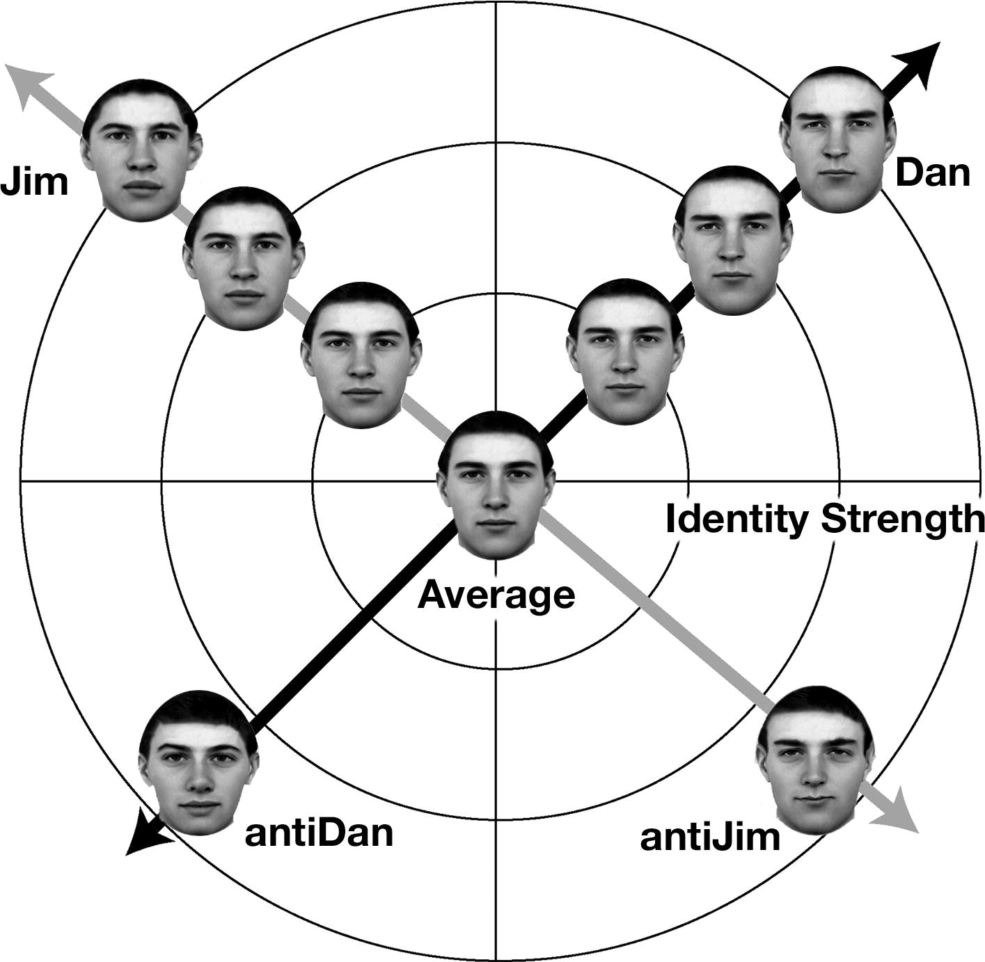 Norm-based face space and identity aftereffects. Each identity (Jim, Dan) is represented as a vector from the central Average face; the anti-face for each identity lies on the opposite side of the average. Identity Strength increases with distance from the centre. After adapting to an anti-face, the perceptual norm shifts so that the veridical target appears more distinctive — the identity aftereffect. After Leopold et al. (2001).