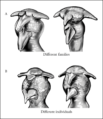 Greebles: panel A shows two individuals from different Greeble families (note the different arrangement of body parts); panel B shows two individuals within the same family. After extended training, experts recognise Greebles holistically and show inversion effects for them, paralleling the hallmarks of face processing. From Gauthier and Tarr (1997).