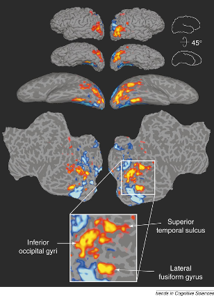 Face-selective activation in human cortex, shown on ventral and lateral views of the brain. Warm colours indicate regions responding preferentially to faces. Three core regions are identified: the lateral fusiform gyrus (identity), the superior temporal sulcus (changeable aspects: gaze, expression), and the inferior occipital gyri (early structural encoding). From Haxby et al. (2000).