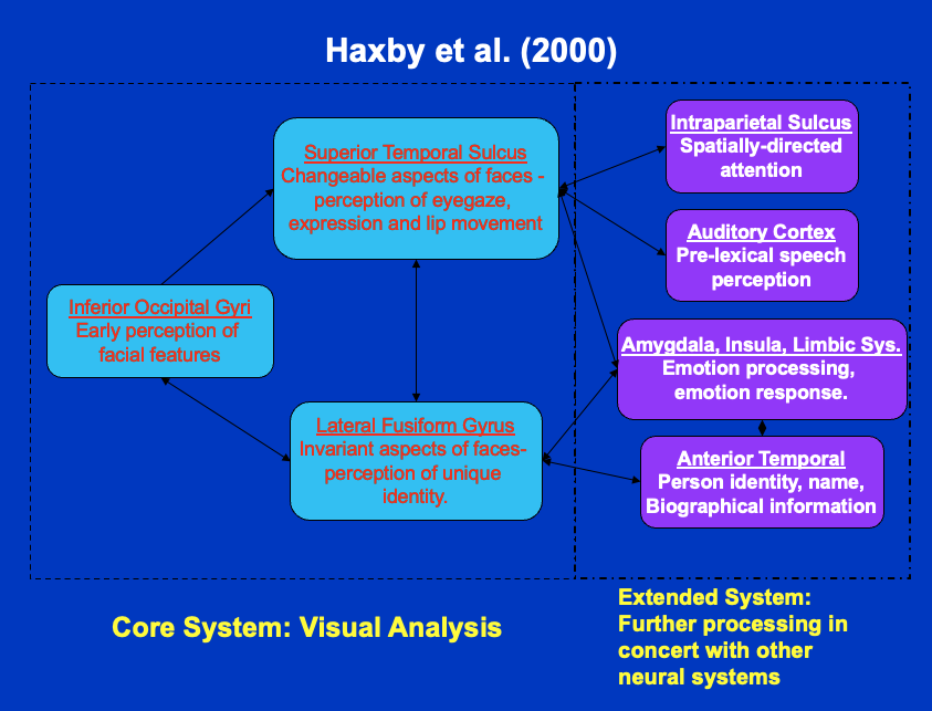 Haxby and colleagues’ extended neural model of face processing and recognition.